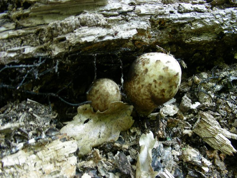 8) Fotografati il 12.06.2012. sotto Quercia (bosco asciutto)